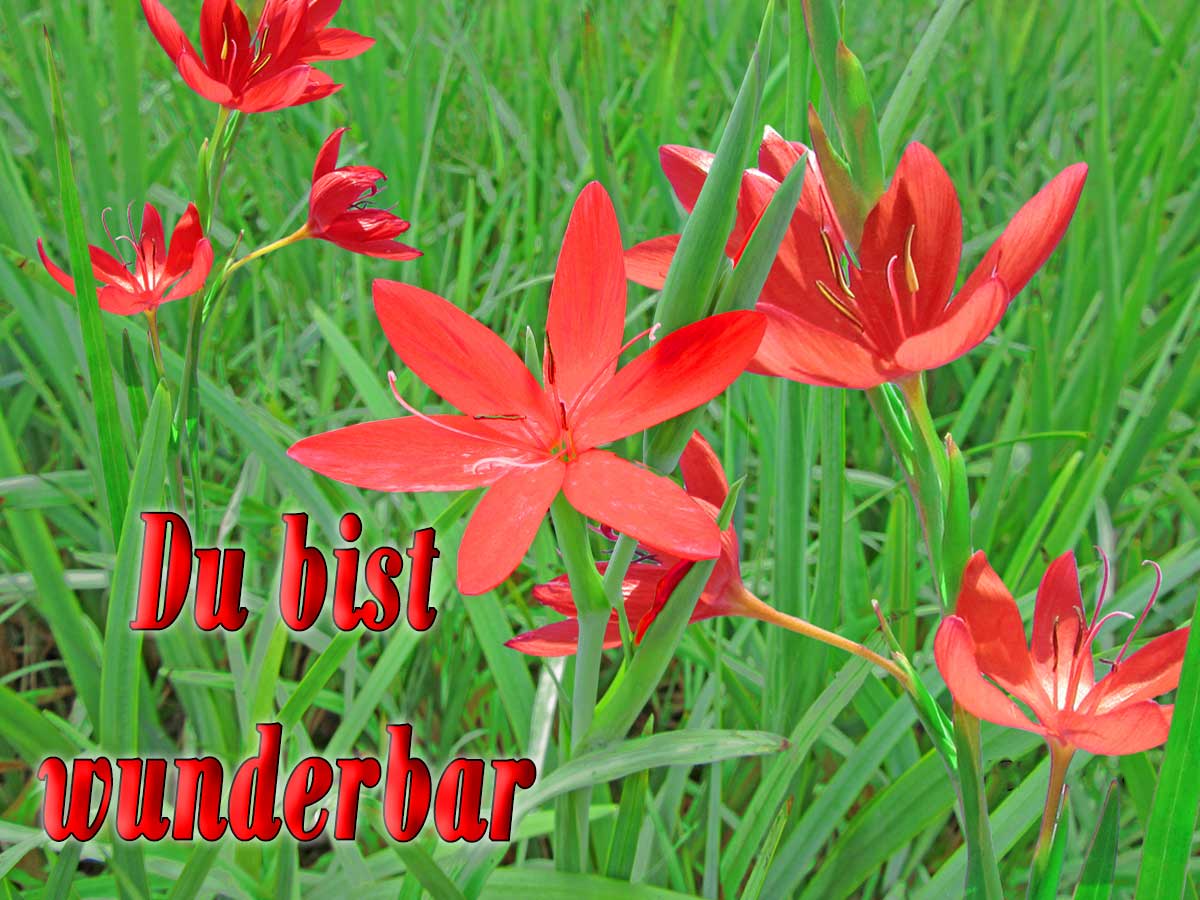 Gutschein Bild 9 roter Spaltgriffel 